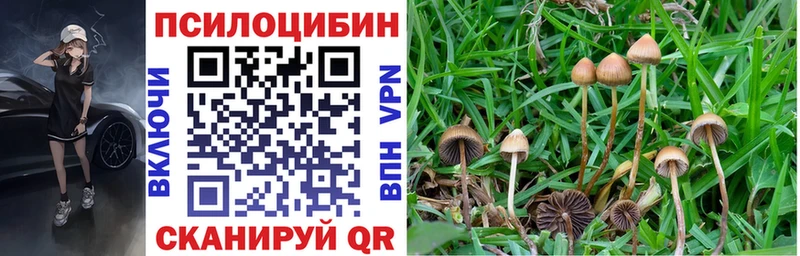 Псилоцибиновые грибы Psilocybe Кола
